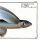 Poster about the flying fish (2), after an old engraving from 1746.