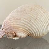 Coquillage de mer Tonna Galea vintage