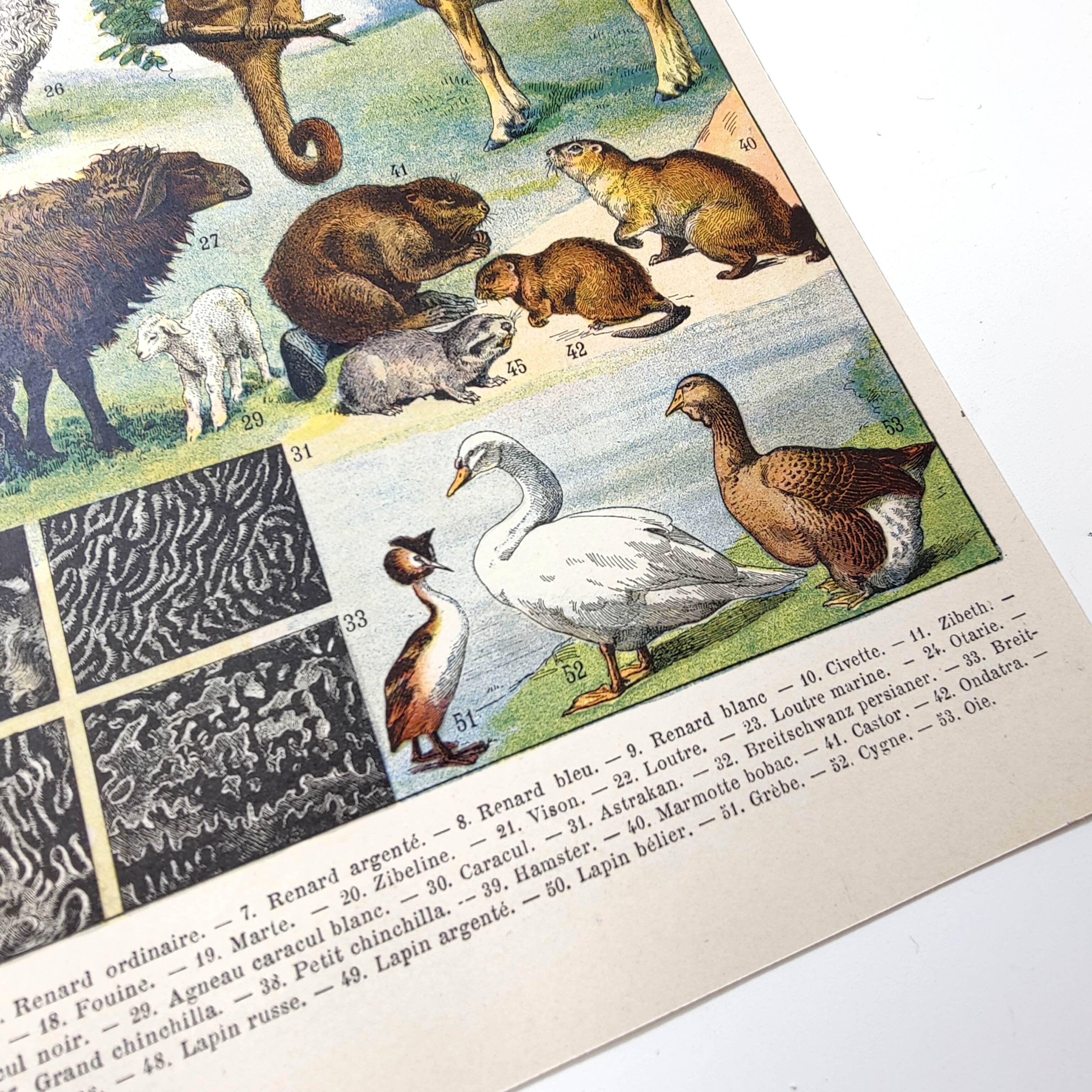 Lot of two lithographs on jungle animal furs 1900