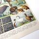 Lot deux Planches lithographies sur les fourrures animaux de la jungle 1900