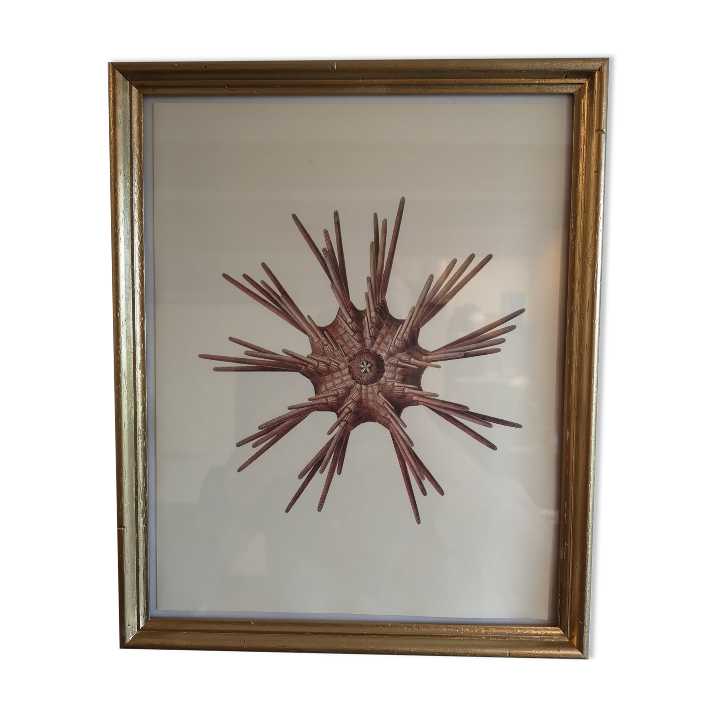 Botanical board, Animalière