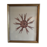 Botanical board, Animalière