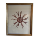 Botanical board, Animalière