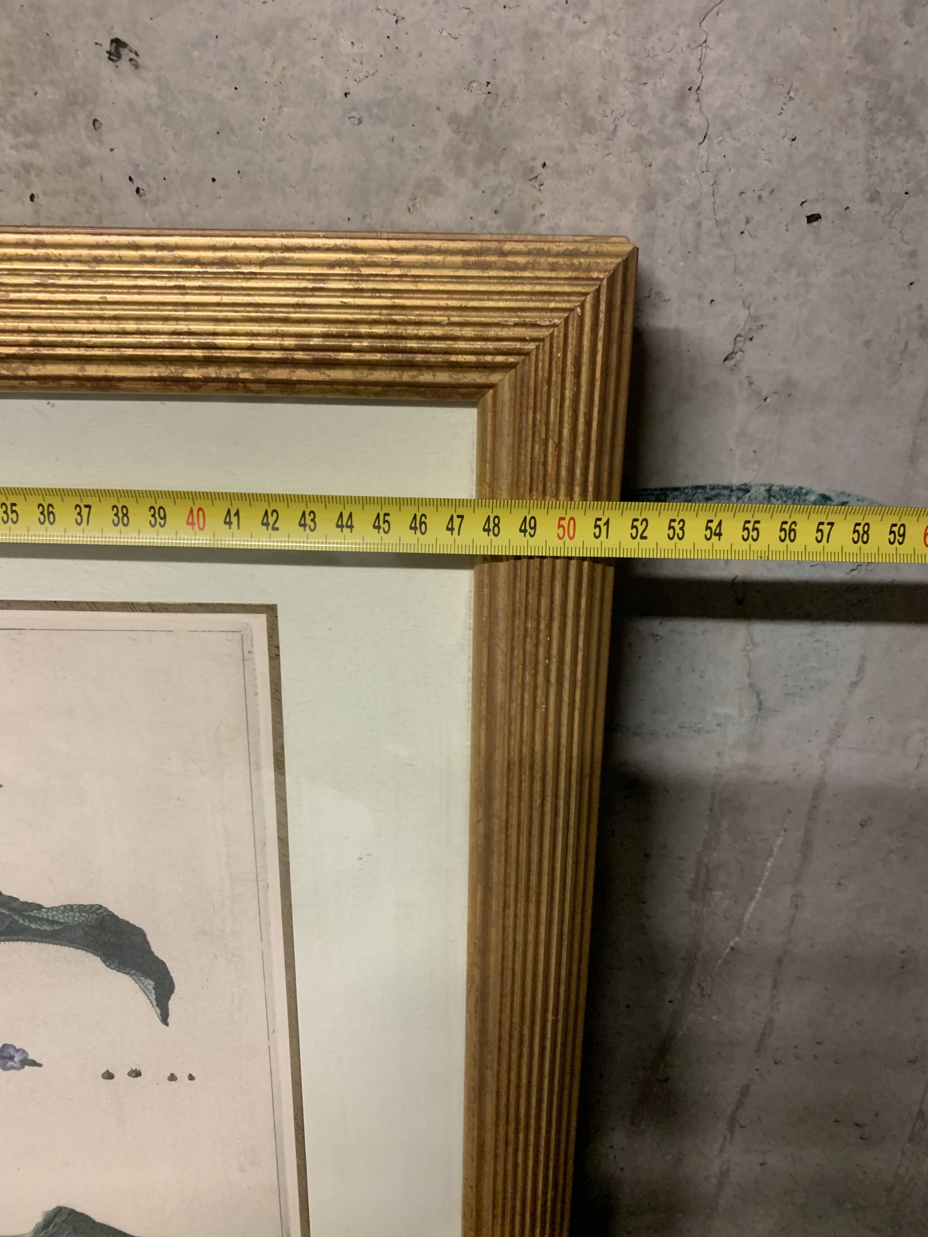 Lot of Paintings Botanical Engravings Old Vintage Herbariums