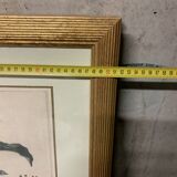 Lot of Paintings Botanical Engravings Old Vintage Herbariums