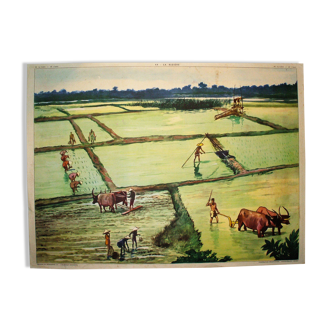 The rice field the oasis school poster