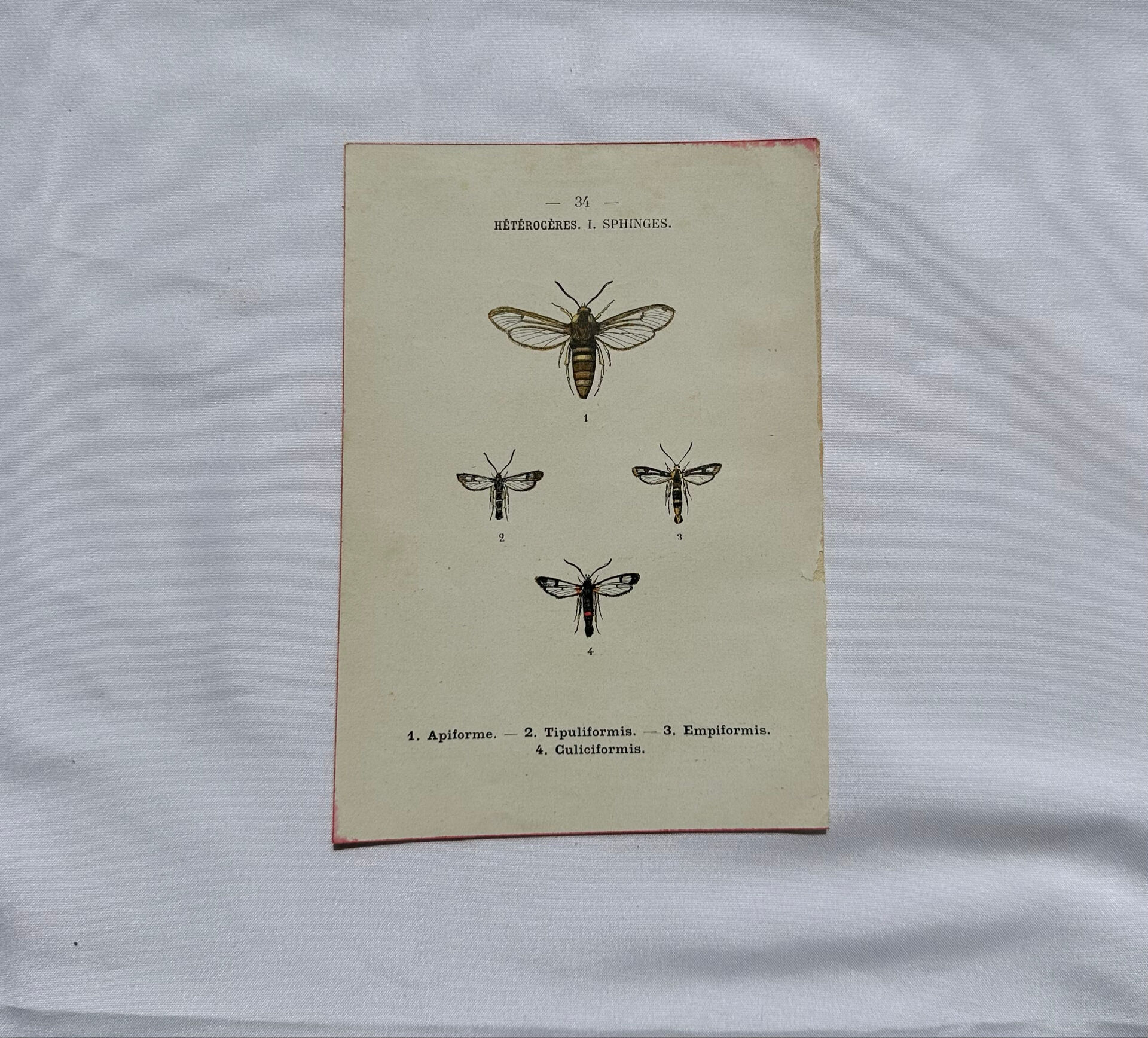 Botanical engraving double-sided butterflies naturalist plate etching