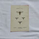 Botanical engraving double-sided butterflies naturalist plate etching