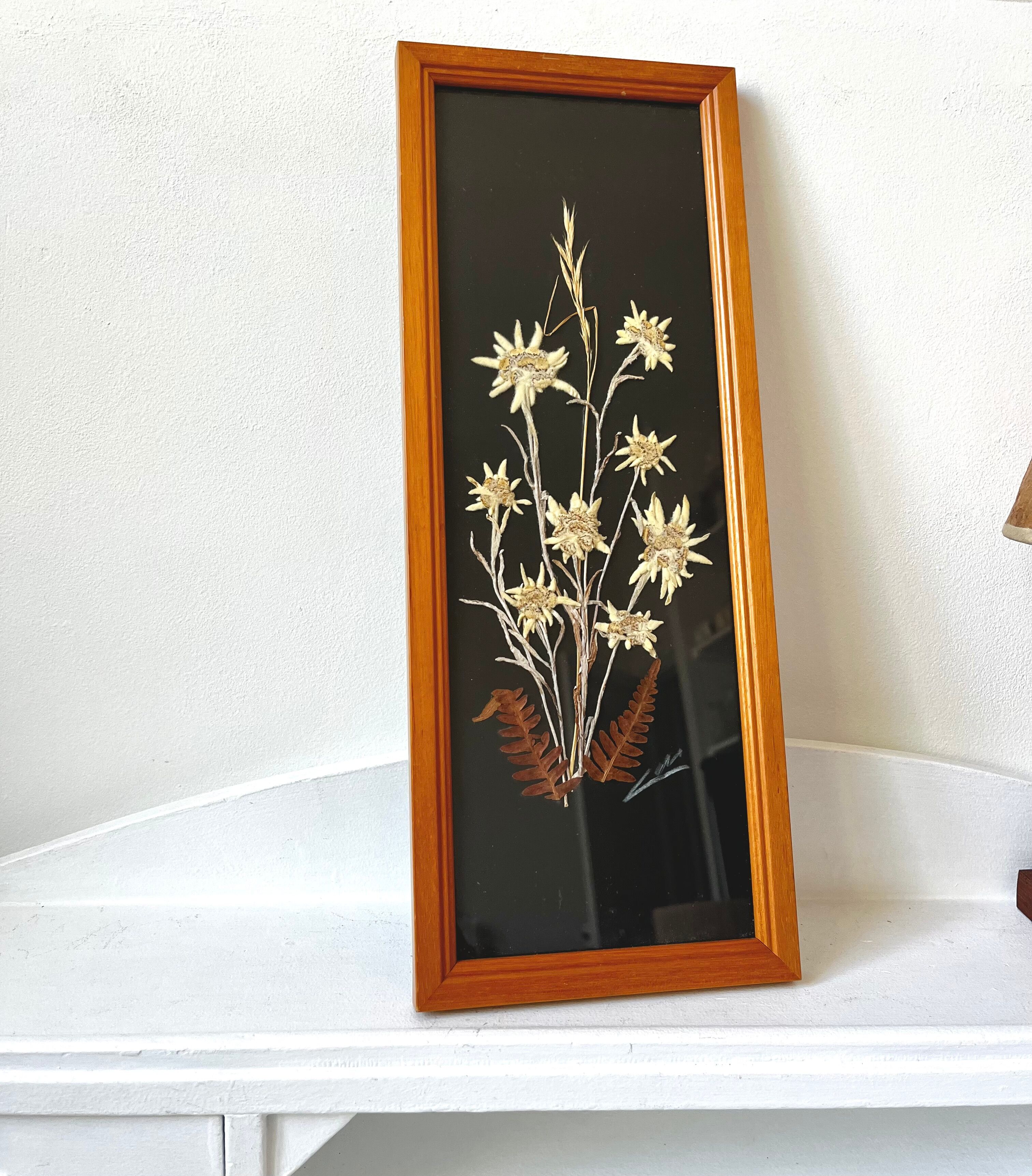 Vintage mountain edelweiss flower herbarium frame