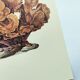 Old board -Échinopore- Vintage illustration from 1970 - Ocean coral
