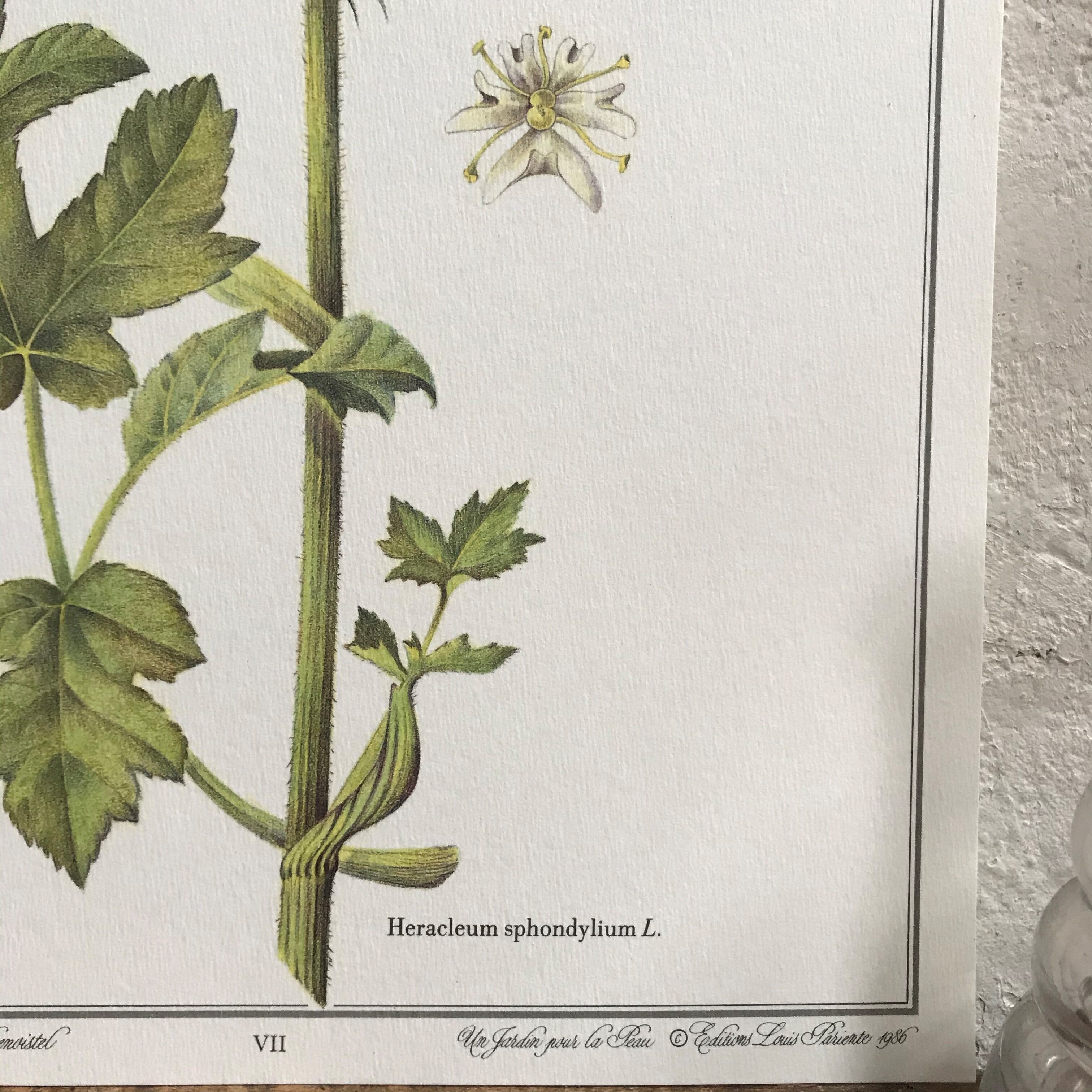 Botanical plank the Grande Berce