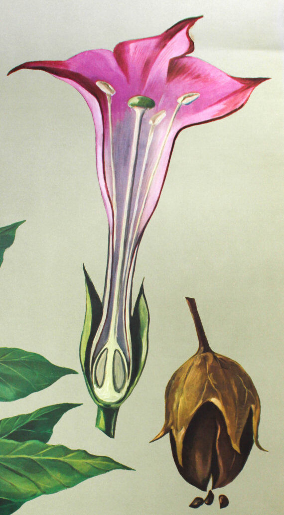 Wall poster of the school from Jung-Koch-Quentell "tobacco" 1972