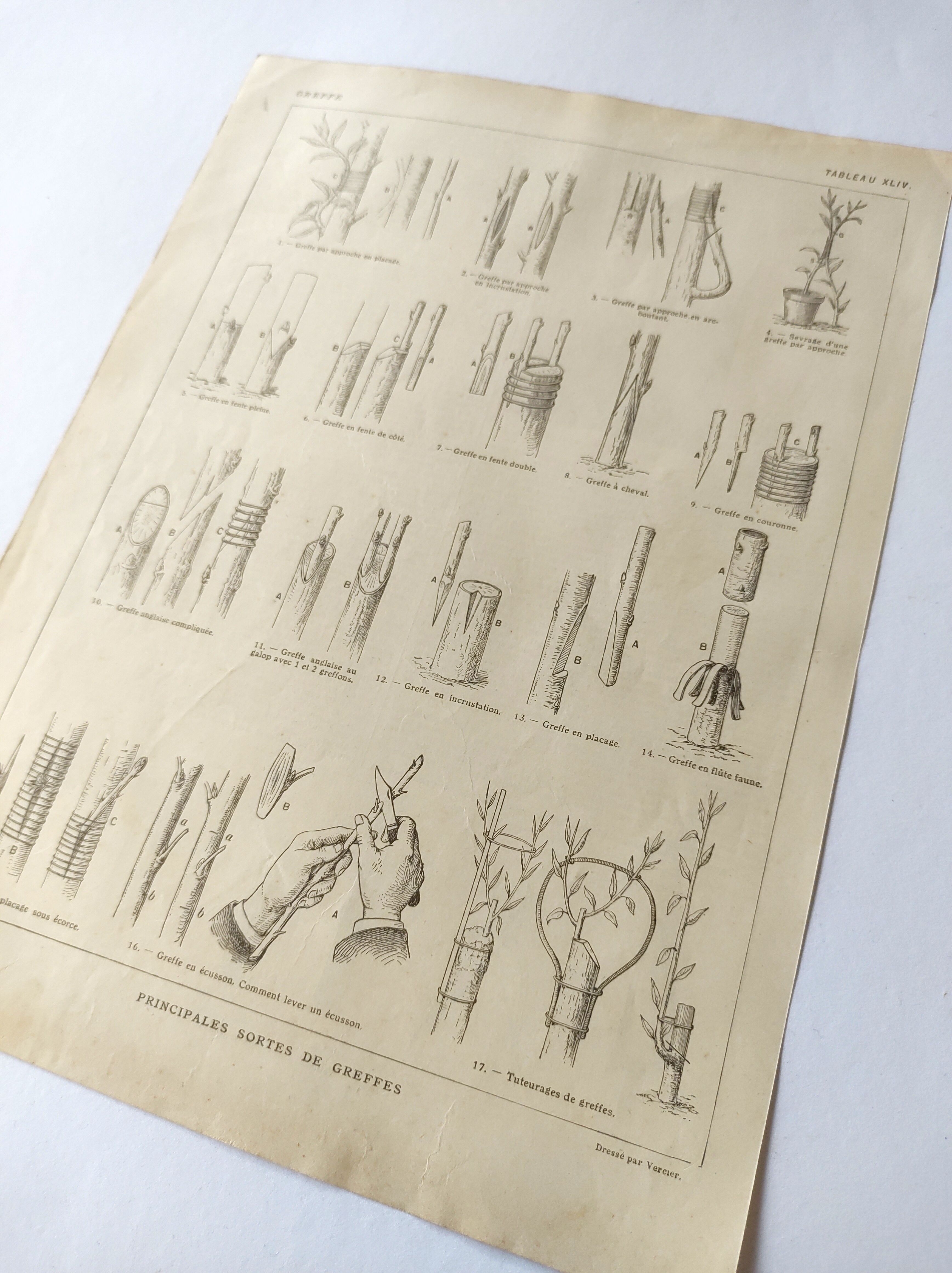 Antique print • Tree grafting • Original poster from 1922