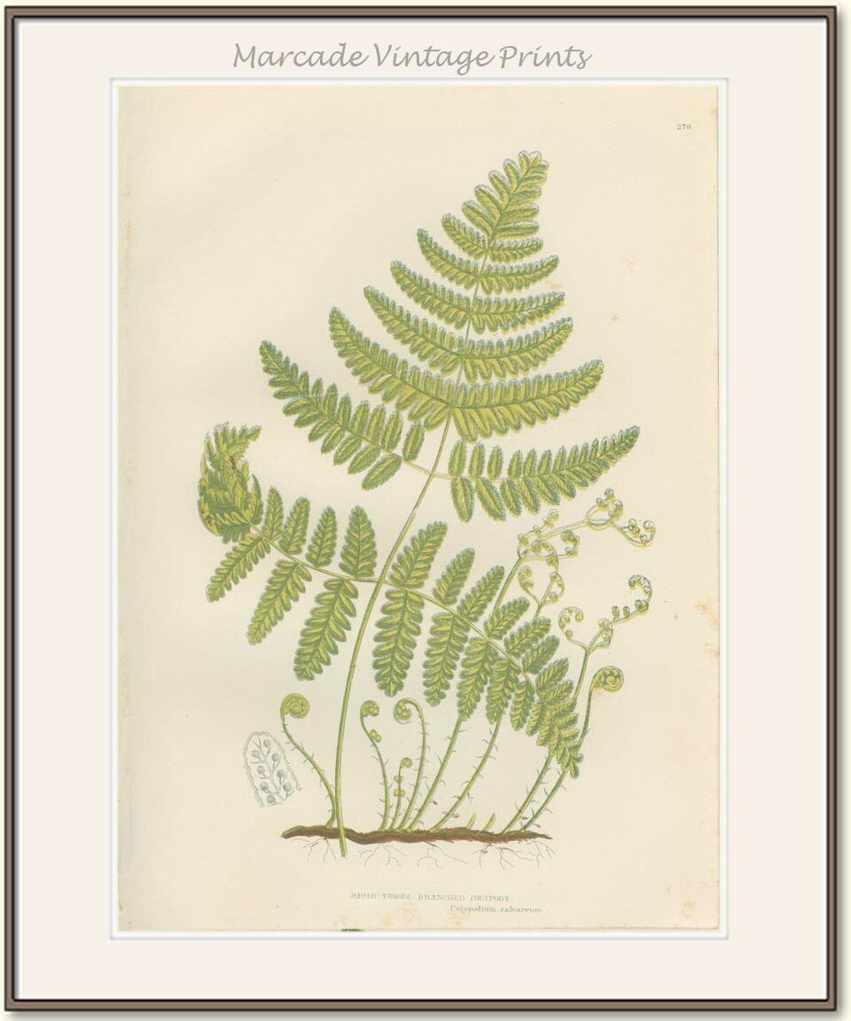 Deux planches botanique de fougères, polypode rigide à trois branches, polypode alpin