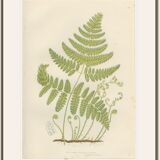 Two botanical plates of ferns: three-pointed rigid polypode, alpine polypode