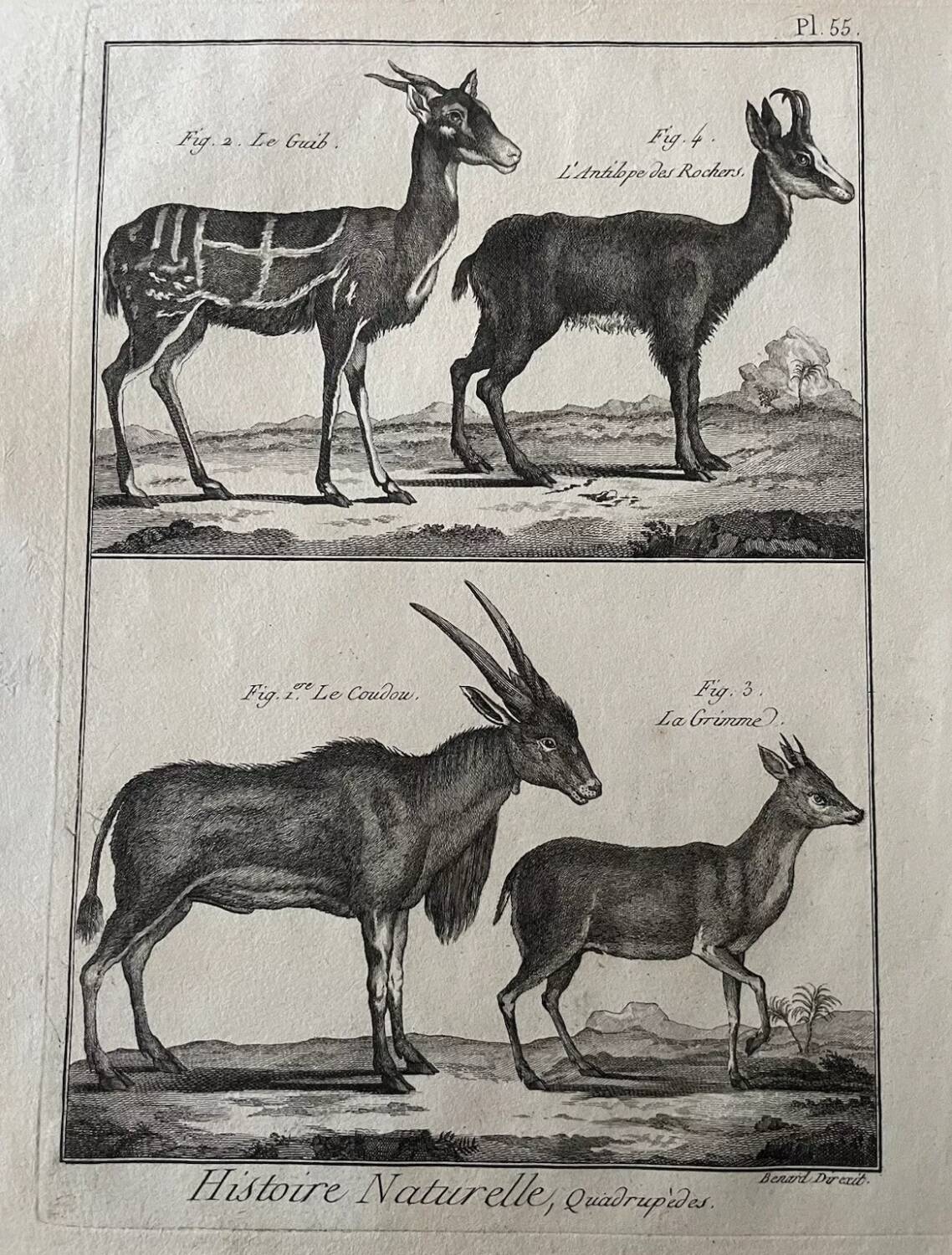Engraving Old book 18th century Buffon, Bonnaterre, Natural history