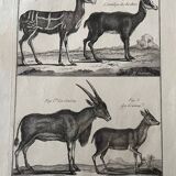 Engraving Old book 18th century Buffon, Bonnaterre, Natural history
