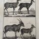 Engraving Old book 18th century Buffon, Bonnaterre, Natural history