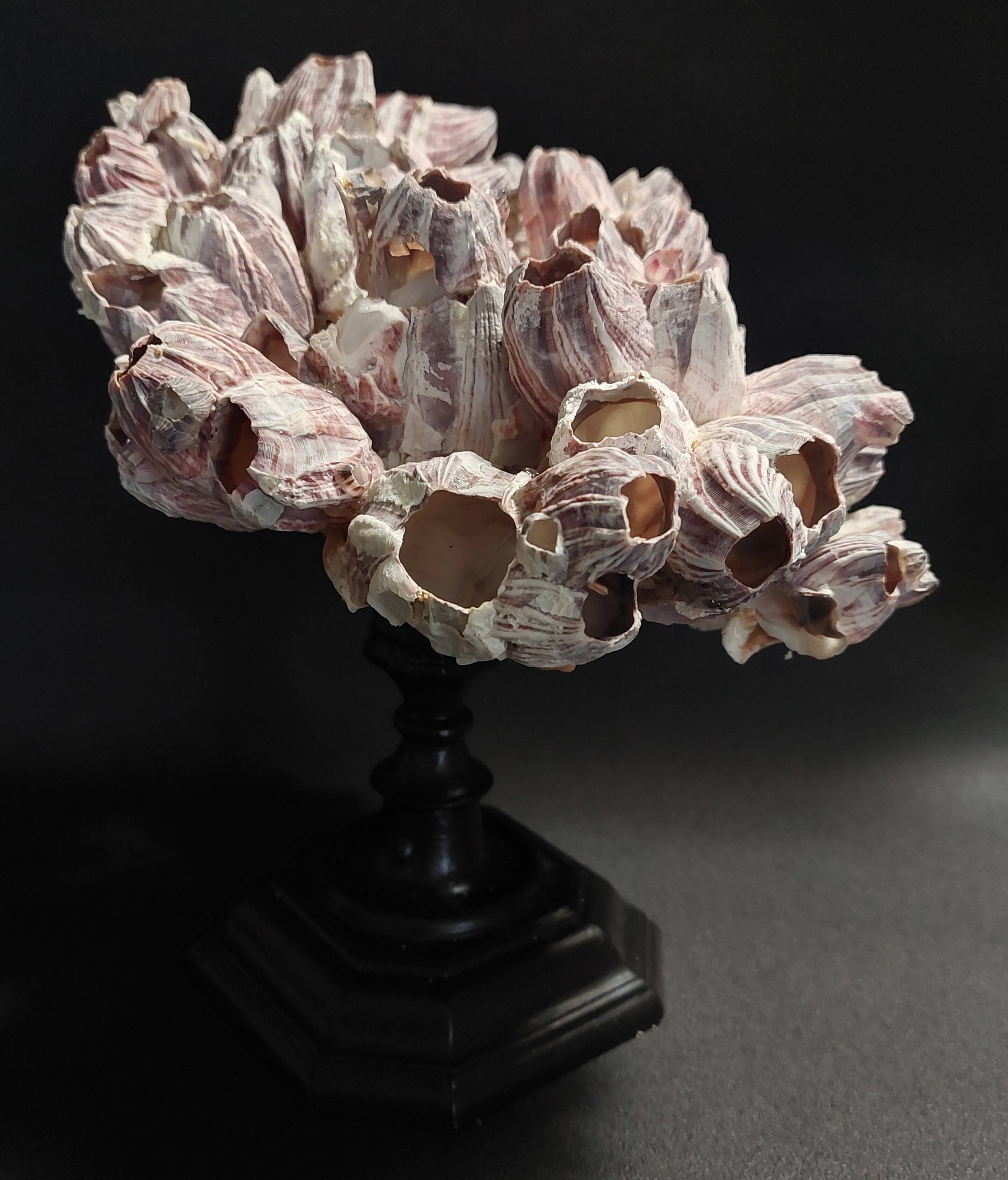 Cabinet of Curiosities balanes perforatus perforatus on a base