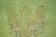 St. louis 6 flutes baccarat has champagne 19th cut sides flat crystal
