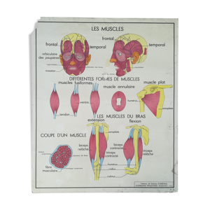 Affiche scolaire Rossignol