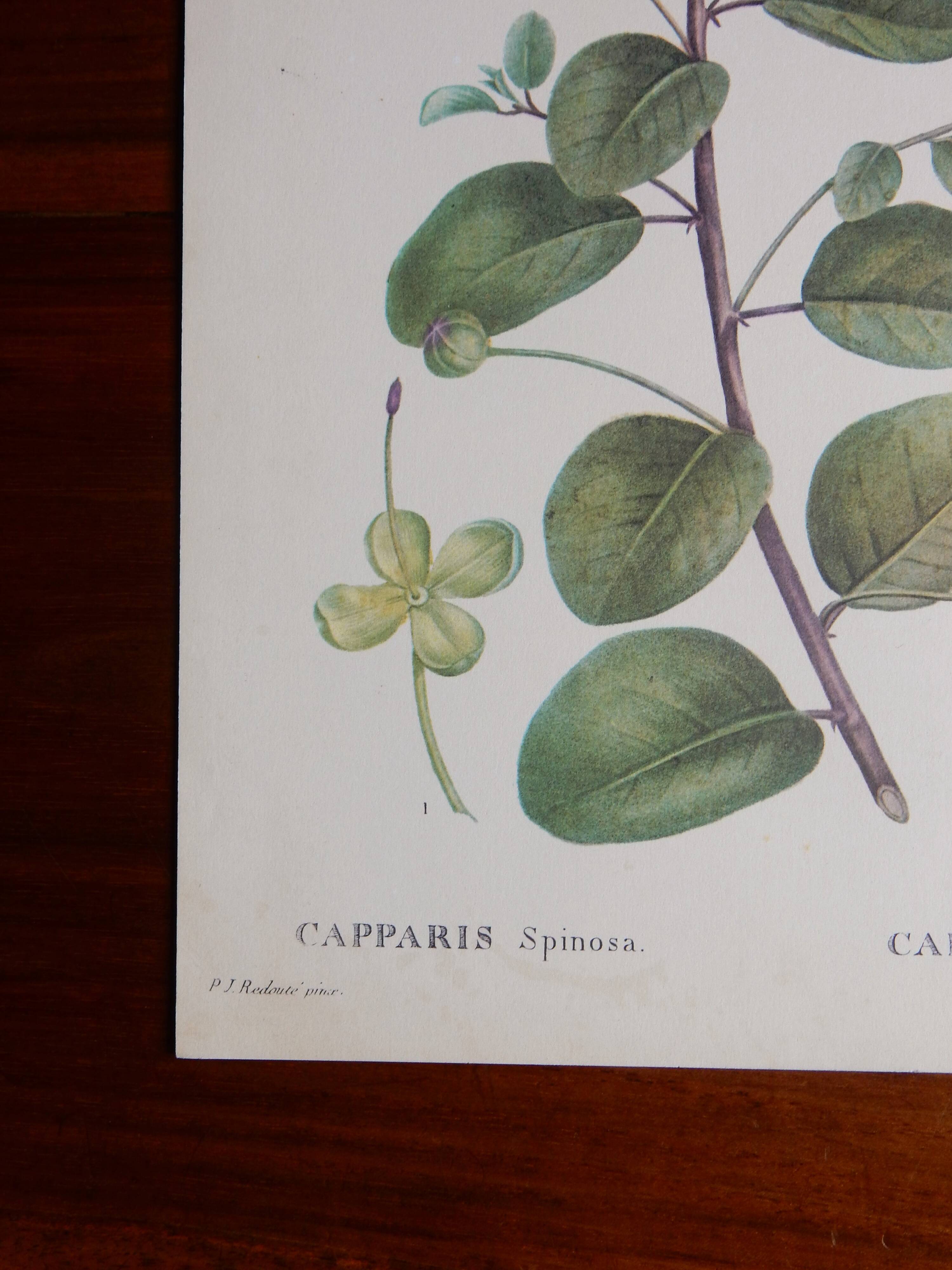 Botanical board from capparis vintage 60s