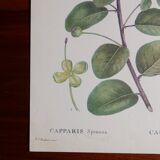 Botanical board from capparis vintage 60s