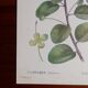 Botanical board from capparis vintage 60s