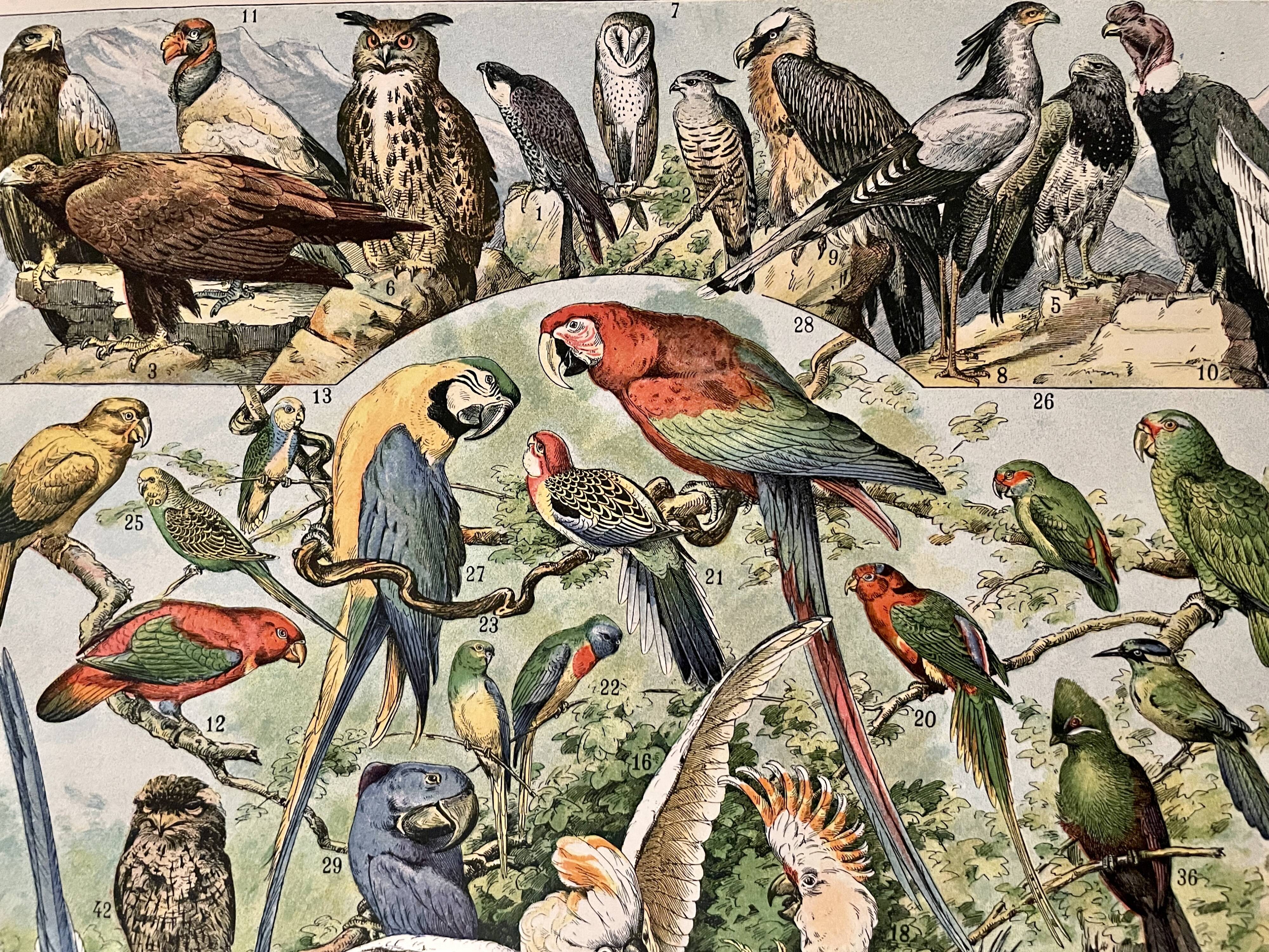 Lithographie sur les oiseaux (oiseaux de paradis) - 1900