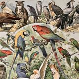 Lithograph of birds (birds of paradise) - 1900