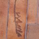 Coffee table Raymonde Leduc Model "Herbarium"