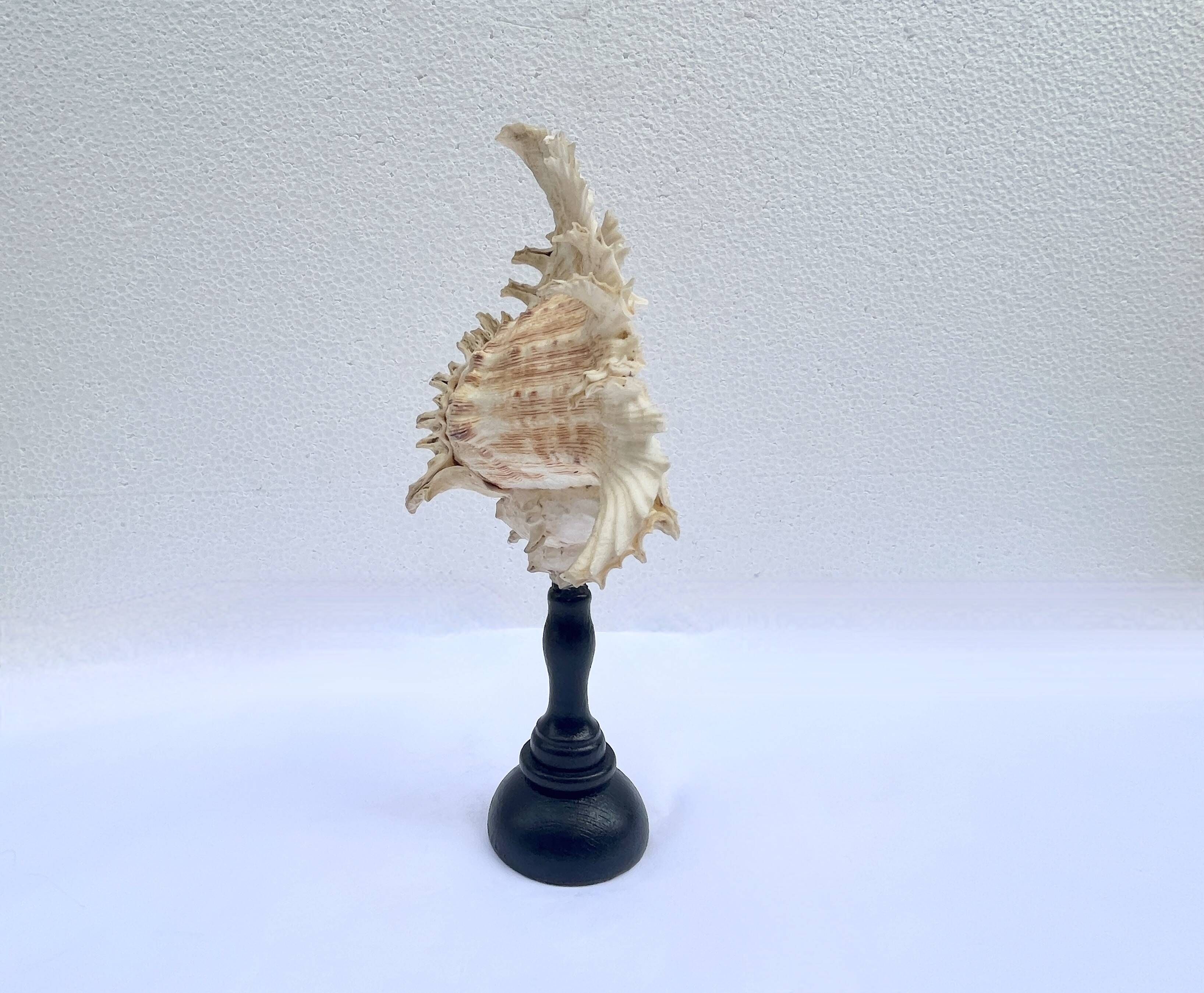Old Murex Ramosus shell on turned wooden base Napoleon III 19th century cabinet of curiosities