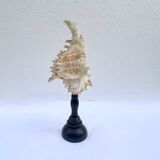 Old Murex Ramosus shell on turned wooden base Napoleon III 19th century cabinet of curiosities