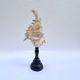 Old Murex Ramosus shell on turned wooden base Napoleon III 19th century cabinet of curiosities