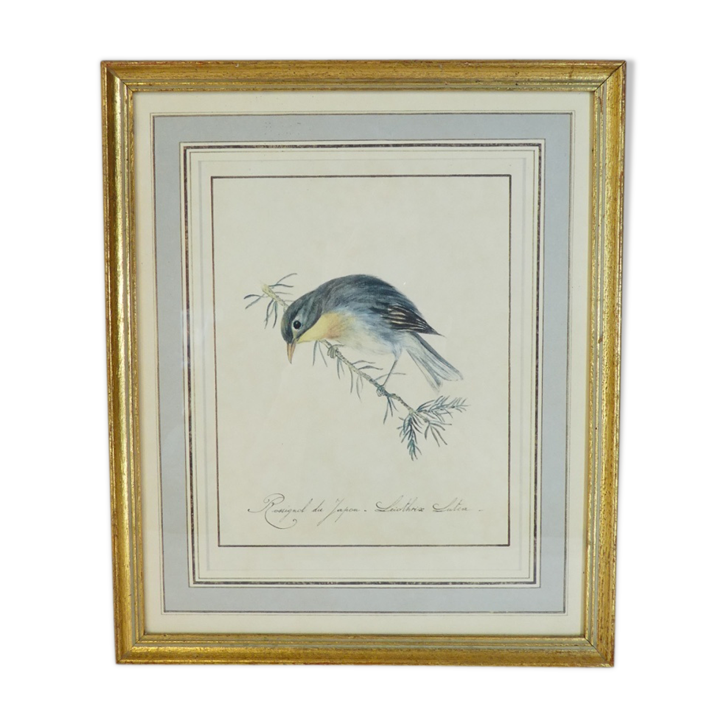 Lithographie Oiseau Rossignol du Japon cadre doré Déco loft