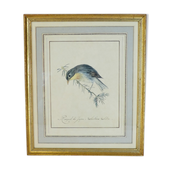 Lithography Bird Rossignol of Japan golden frame Deco loft