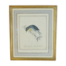 Lithography Bird Rossignol of Japan golden frame Deco loft