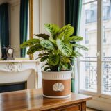 Terracotta cache-pot and slip - Maison Chaumette Paris