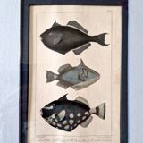 Gravure en couleurs par C. Motte, d'après Paul Louis Oudart (1796-1850), "Poissons"