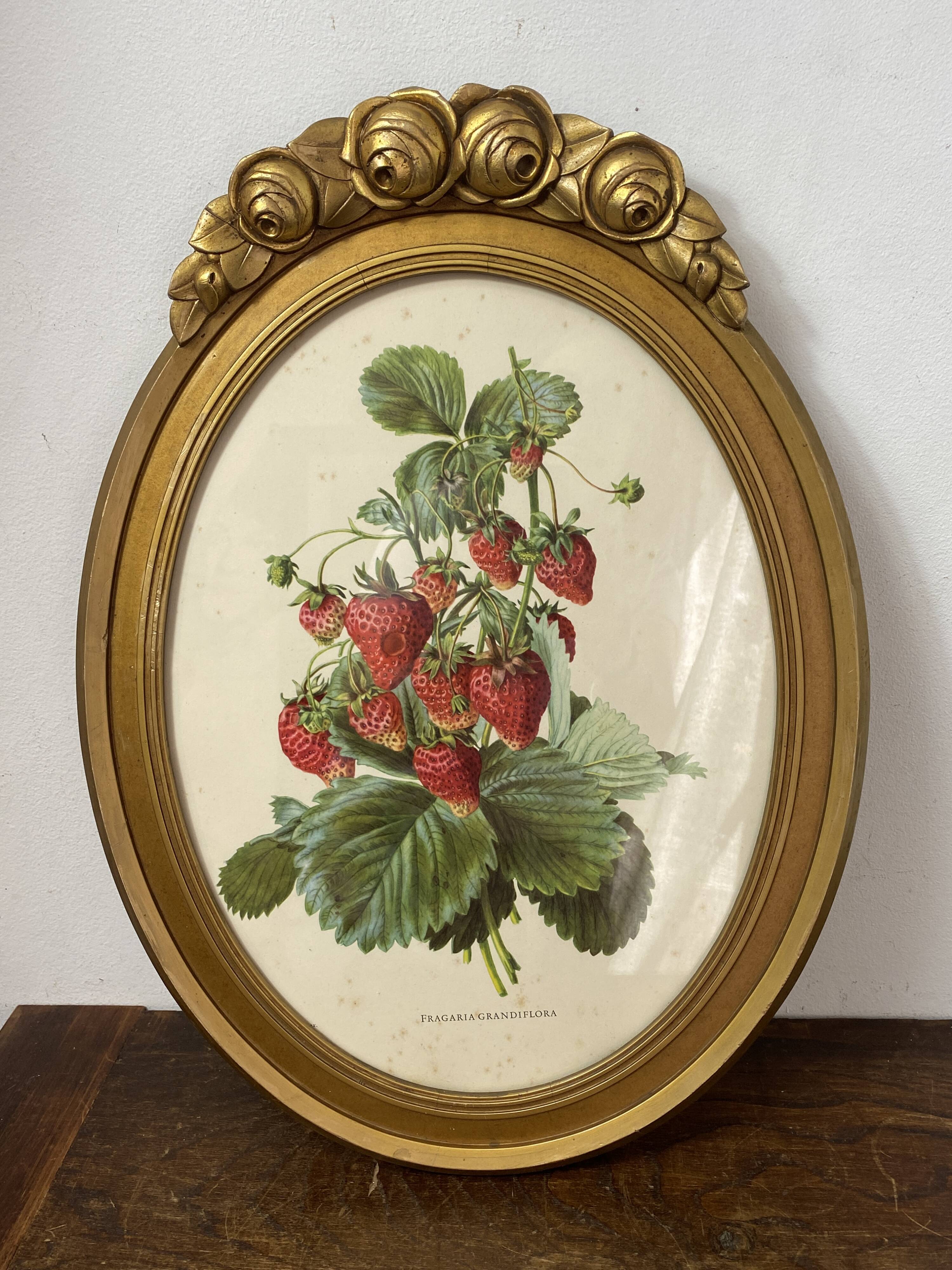 Framed botanical print of Fragaria Grandiflora