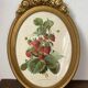 Framed botanical print of Fragaria Grandiflora