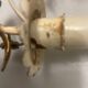 Italian Single Tole Sconce 1950’s