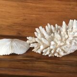 Coral, 13 cm