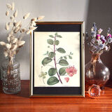 Affiche pharmaceutique encadrée