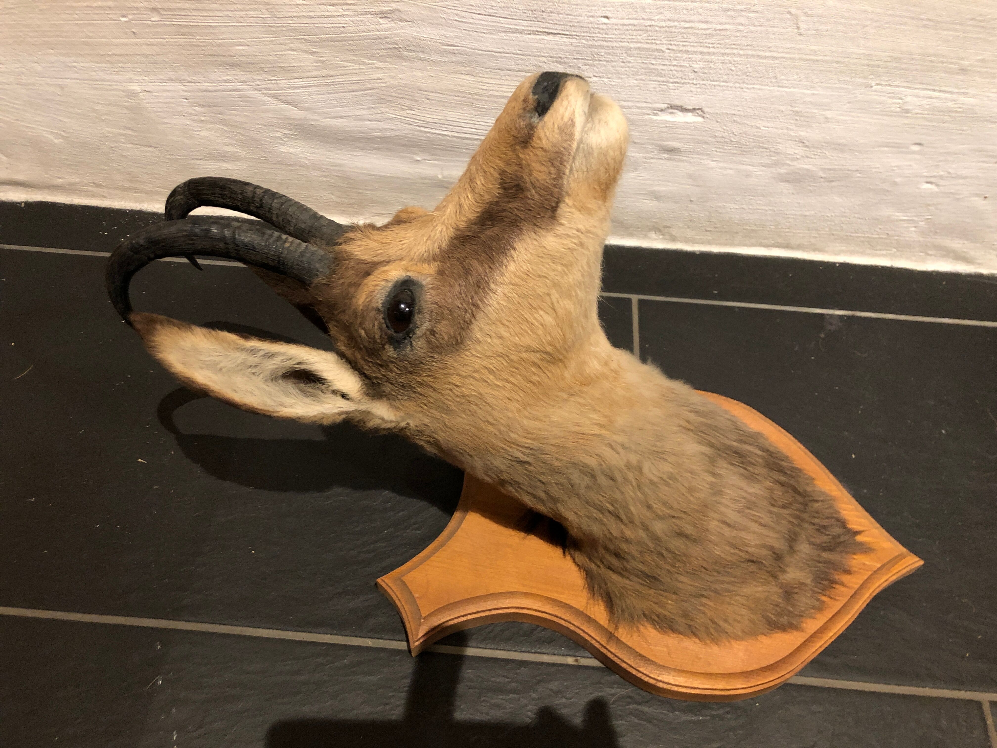 Chamois head
