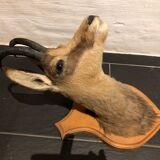 Chamois head