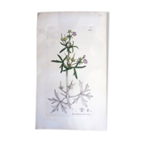 Botanical engraving, Gerantum dilsectum, Sowerby, 1808, 22 x 13 cm