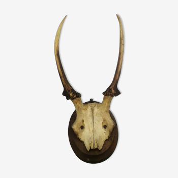 Skull and horns