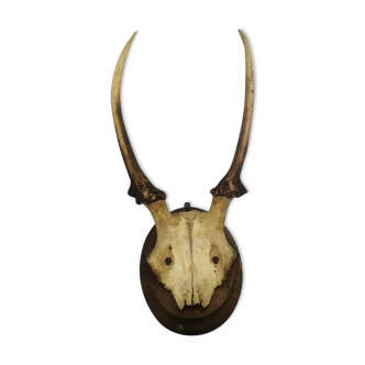 Skull and horns