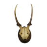 Skull and horns